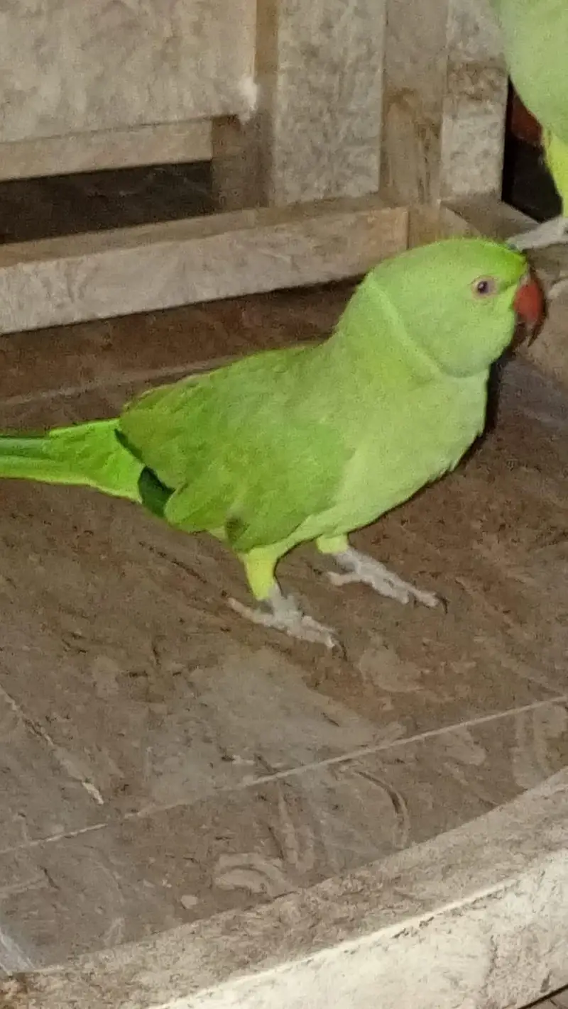 Green parrot female — photo 2