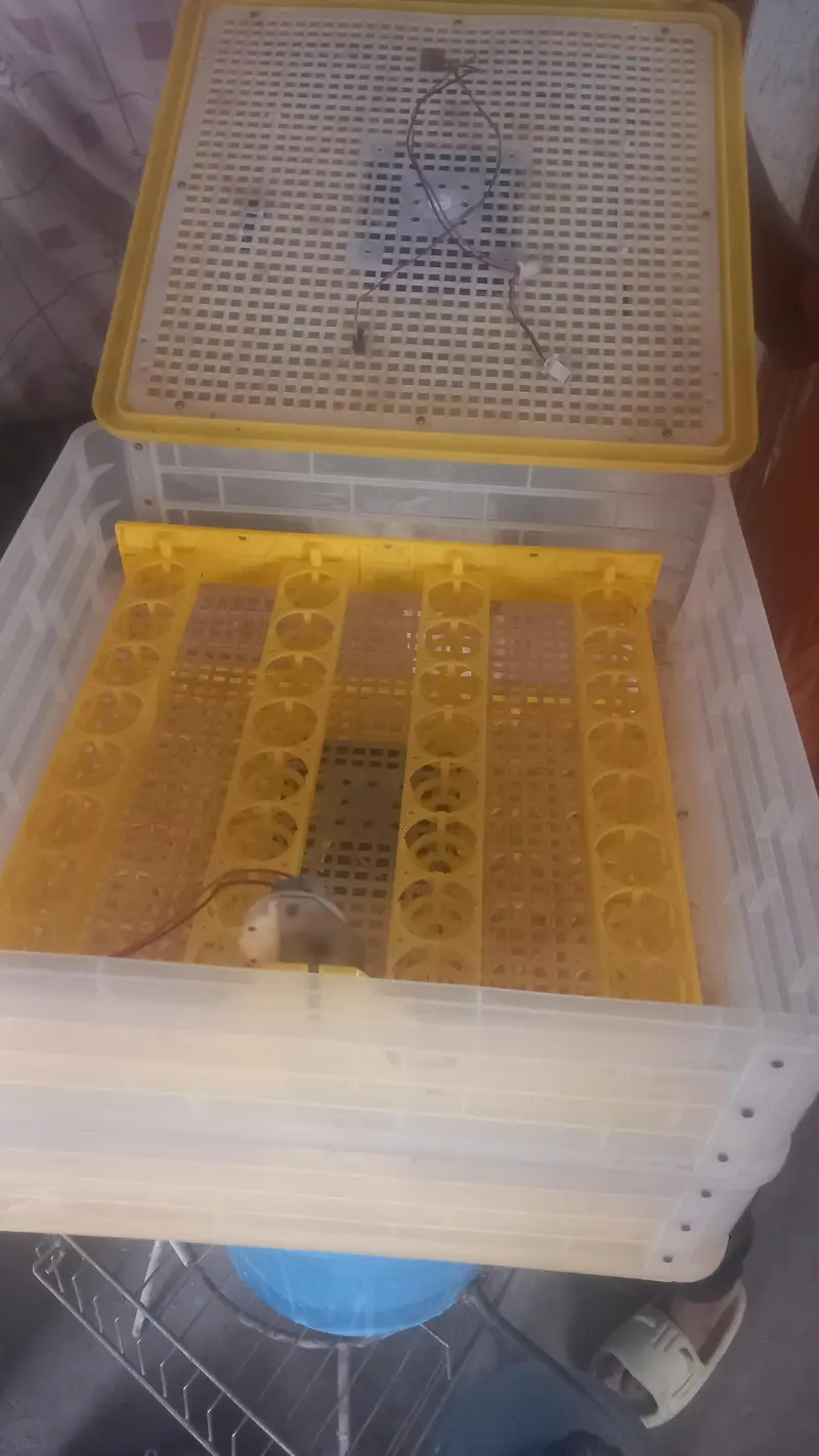 Automatic 120 Eggs Incubator for Sale - AC/DC Dual Power Option — photo 2
