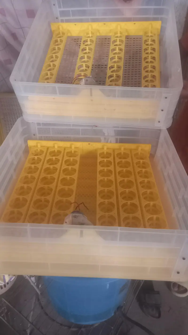 Automatic 120 Eggs Incubator for Sale - AC/DC Dual Power Option — photo 3