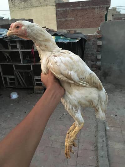 female cockery for sale jisko lyni hai wo chat krey