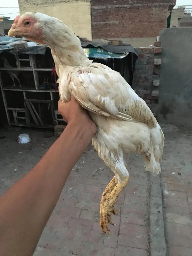 female cockery for sale jisko lyni hai wo chat krey — photo 2