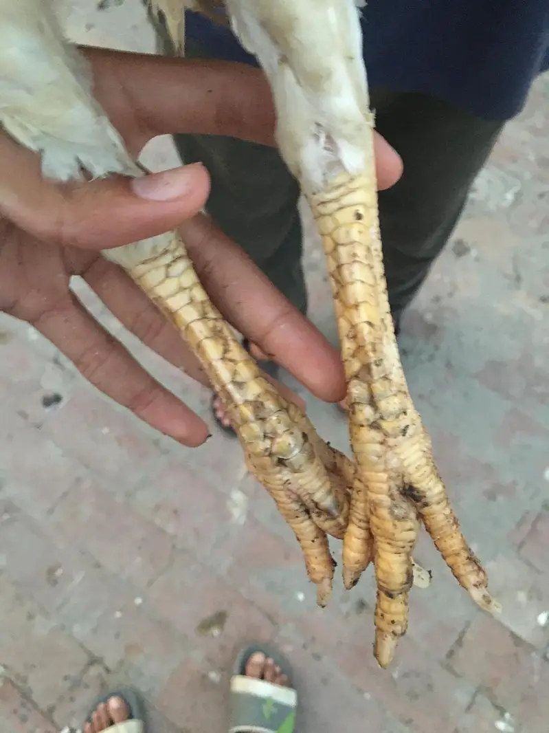 female cockery for sale jisko lyni hai wo chat krey — photo 3