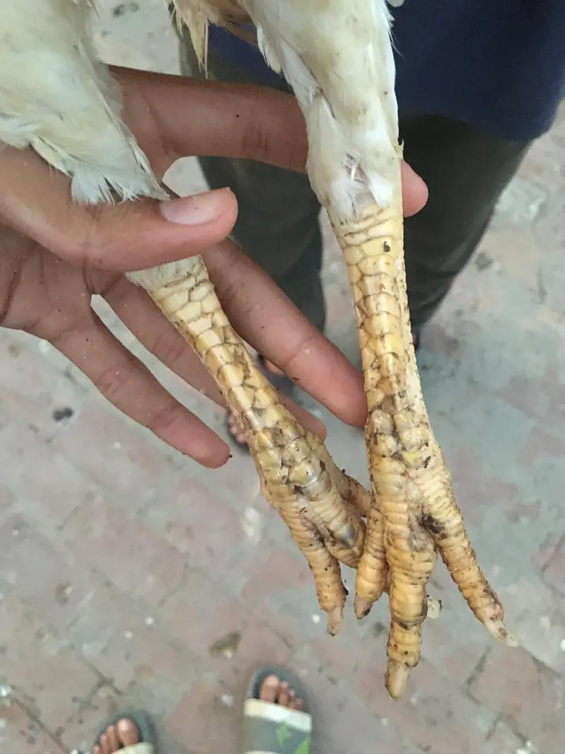female cockery for sale jisko lyni hai wo chat krey — photo 4