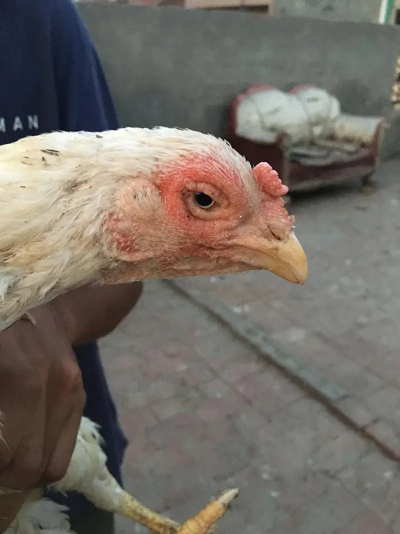 female cockery for sale jisko lyni hai wo chat krey — photo 5