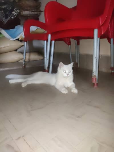 Blue eyes beautiful purssion cat