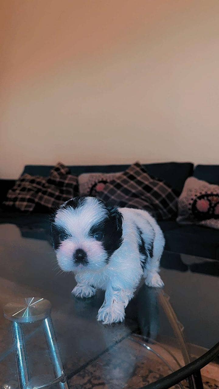 shitzu 1