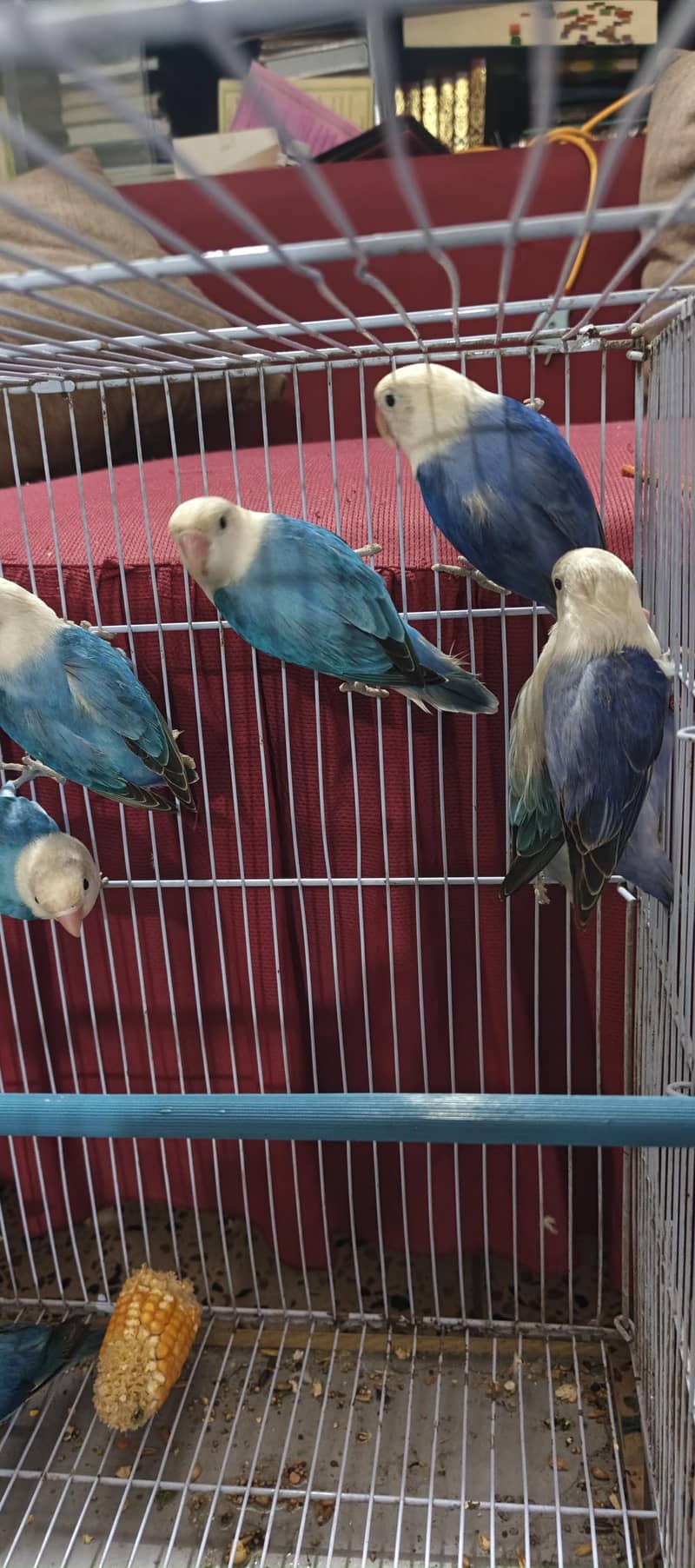 TOP QUALITY POSSIBLE SPLIT DUN FALLOW 15