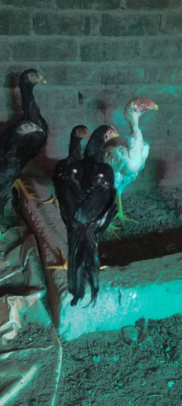 خالص اور صحت مند Aseel مرغی برائے فروخت۔ — photo 3