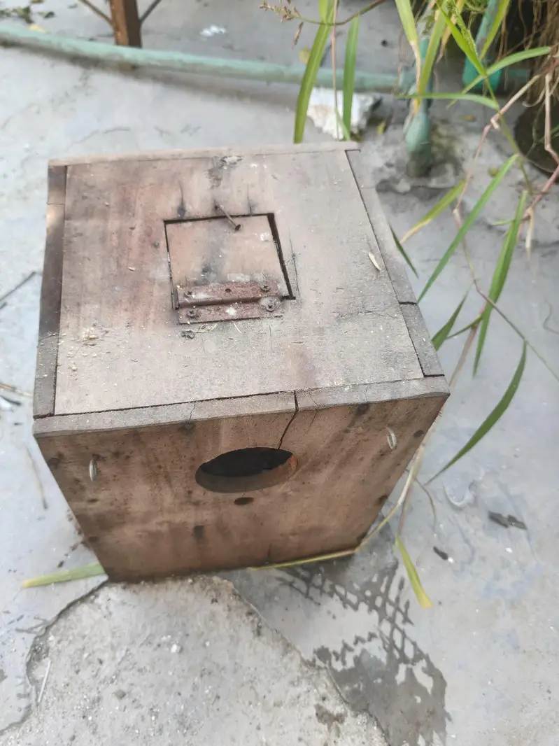 tali ka box ha love birds ka liya ha achi halt ma ha — photo 2