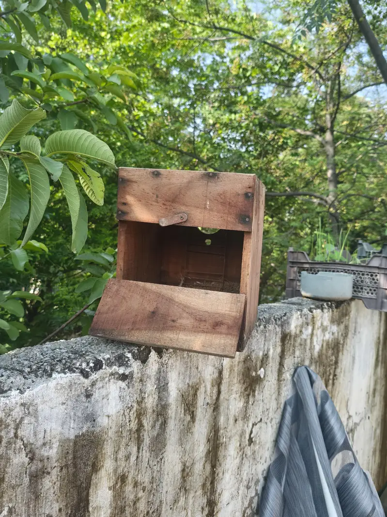 tali ka box ha love birds ka liya ha achi halt ma ha — photo 3