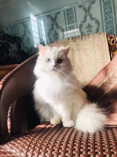 Persian Female Cat