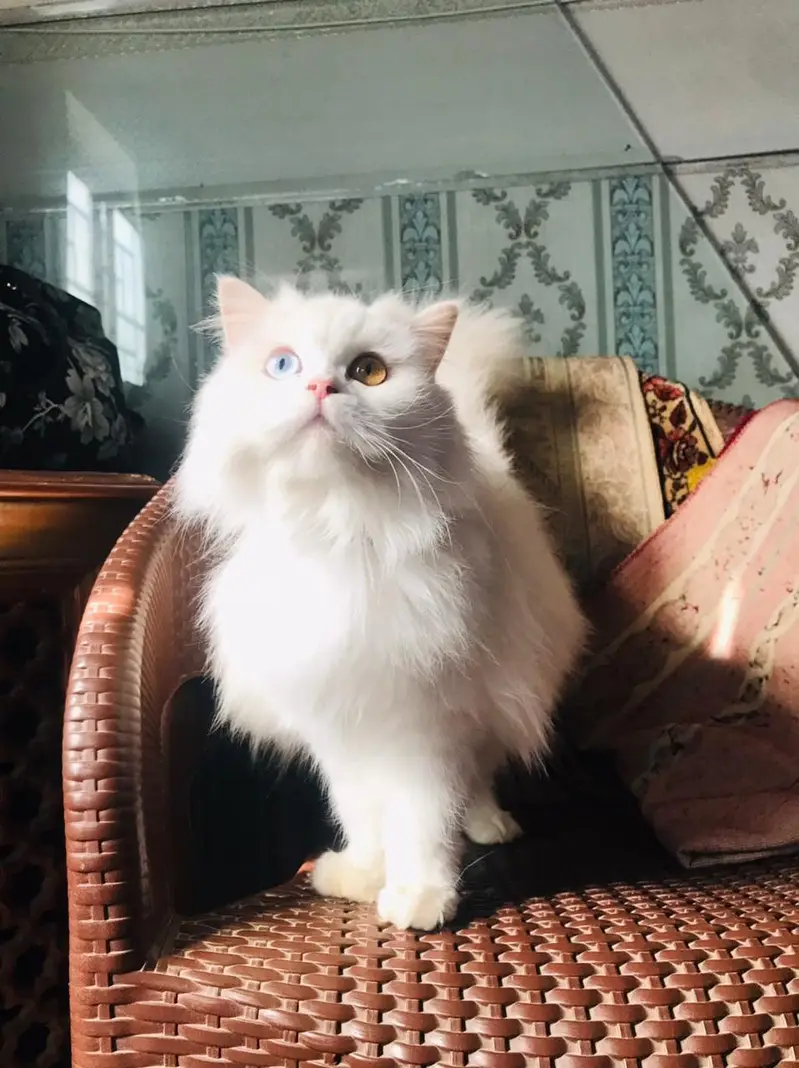 Persian Female Cat — photo 4
