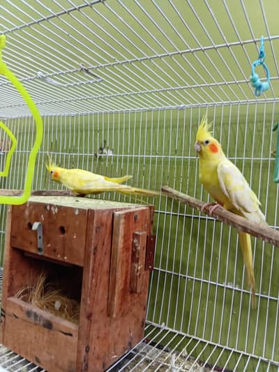 2 coketail parrot pairs