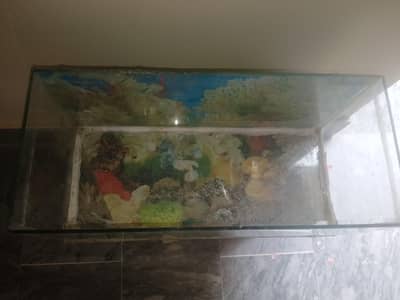 aquarium fish tank