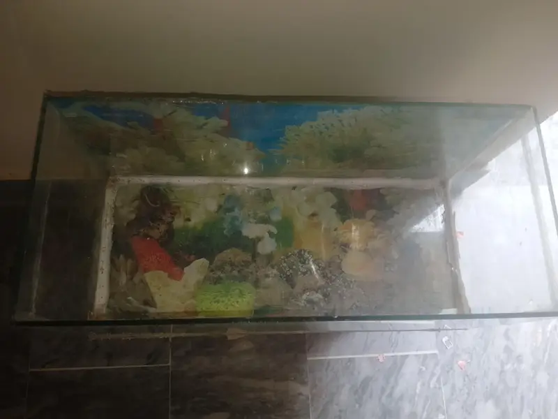aquarium fish tank