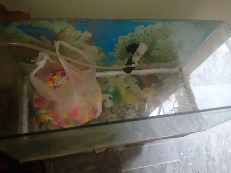 aquarium fish tank — photo 4