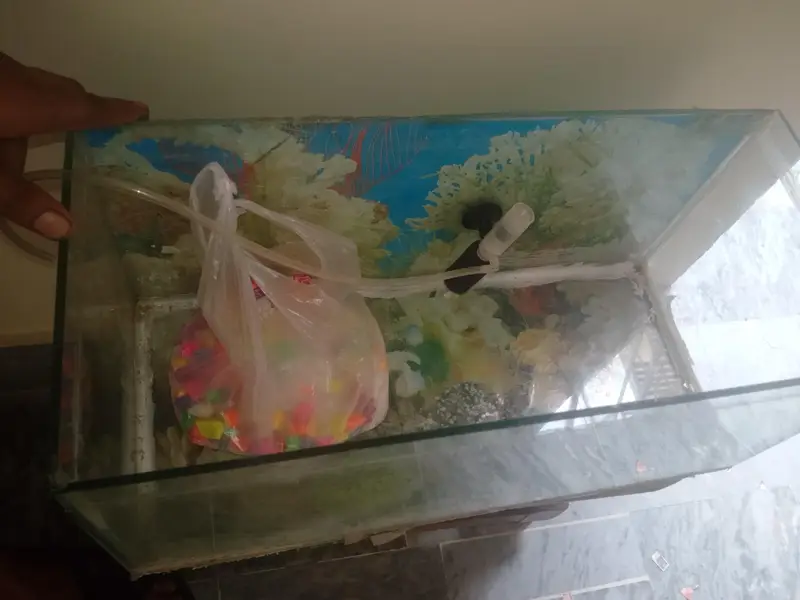 aquarium fish tank — photo 5