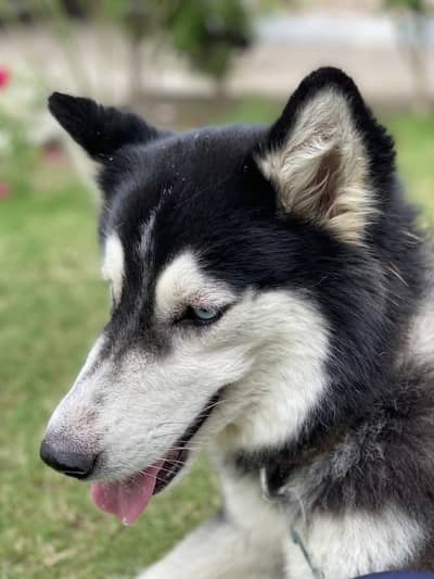 Husky breed dogs