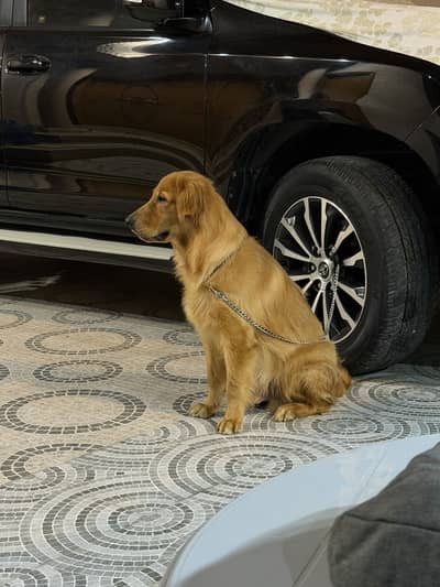 TOP PEDIGREE PREMIUM GOLDEN RETRIEVER MALE PUP FOR SALE