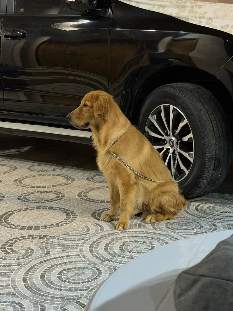TOP PEDIGREE PREMIUM GOLDEN RETRIEVER MALE PUP FOR SALE