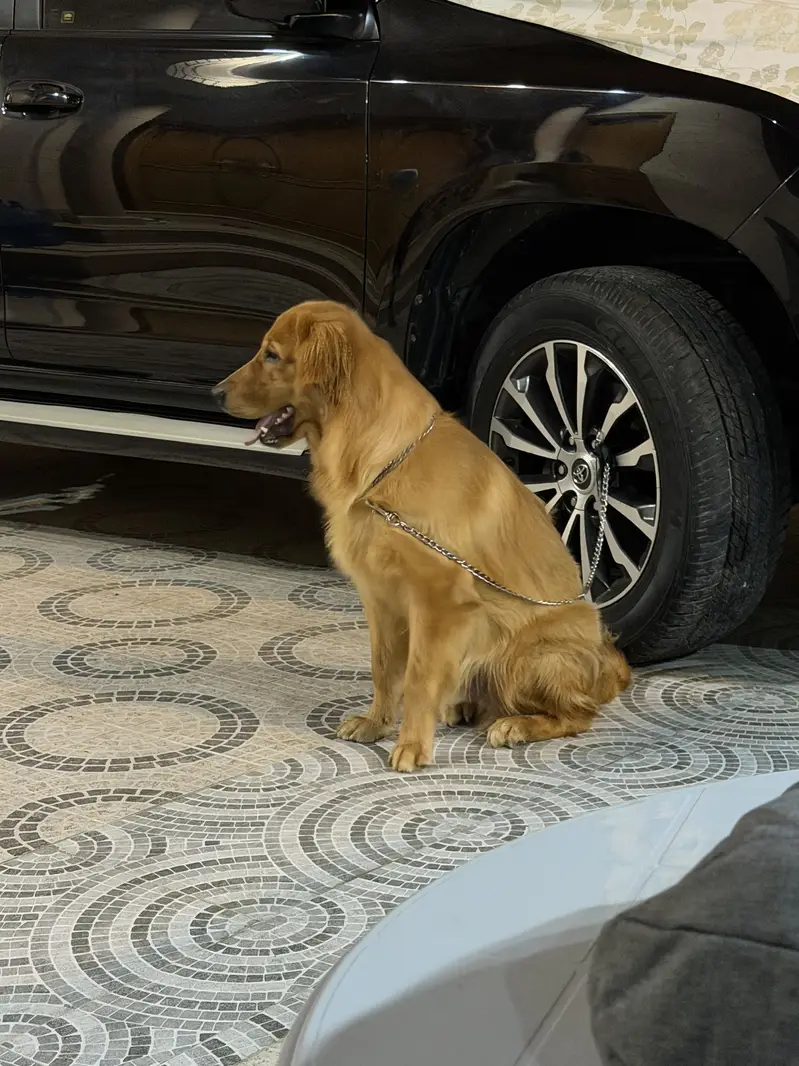 TOP PEDIGREE PREMIUM GOLDEN RETRIEVER MALE PUP FOR SALE — photo 2
