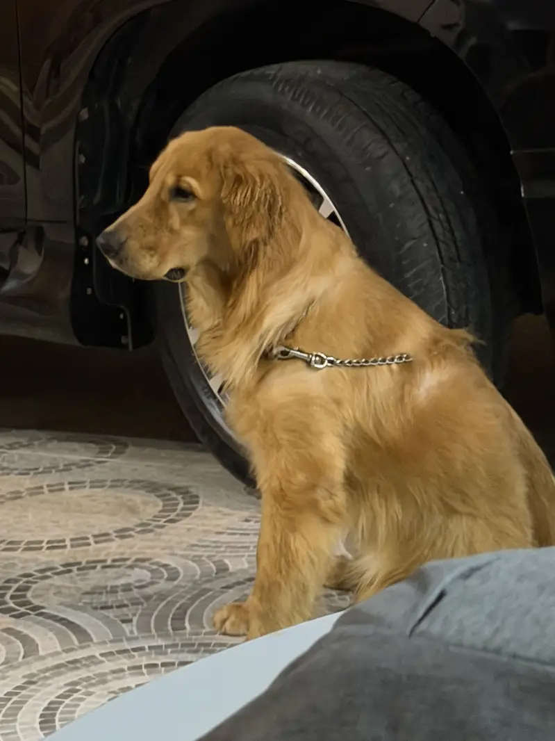 TOP PEDIGREE PREMIUM GOLDEN RETRIEVER MALE PUP FOR SALE — photo 3