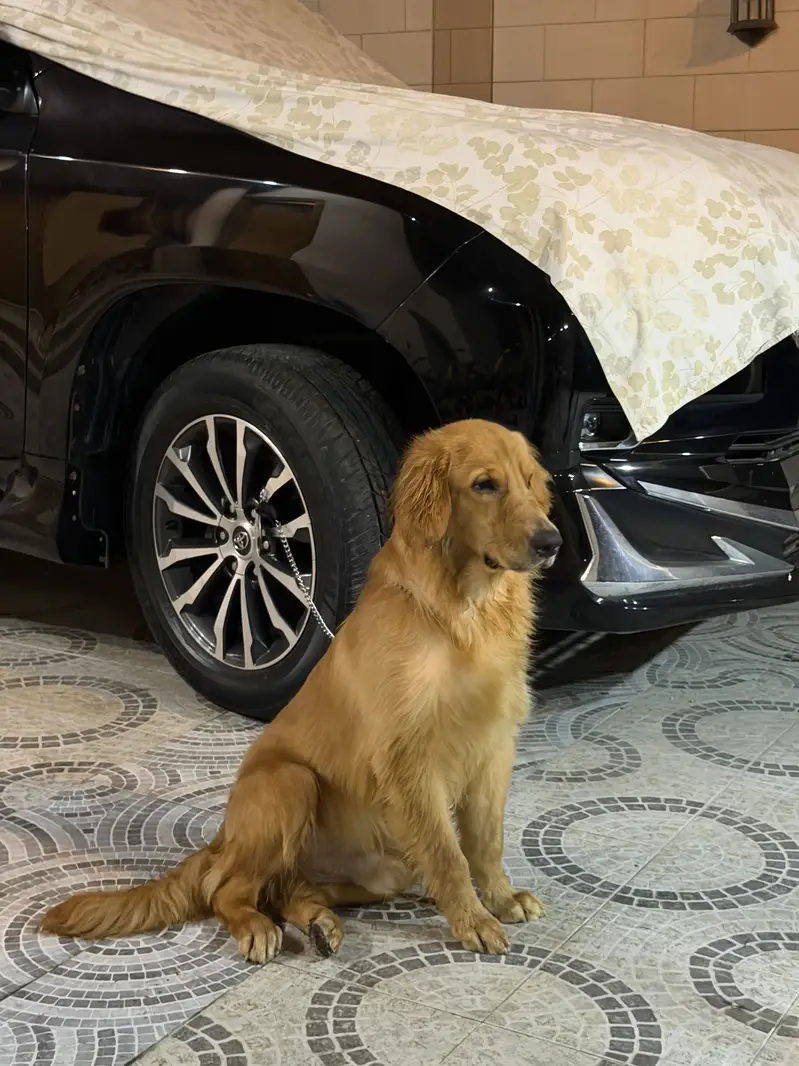 TOP PEDIGREE PREMIUM GOLDEN RETRIEVER MALE PUP FOR SALE — photo 4