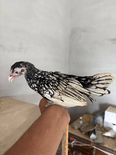 Silver petrige silkie pair /white silkie/silver sebright Female
