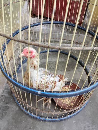ande wali murgi and cage