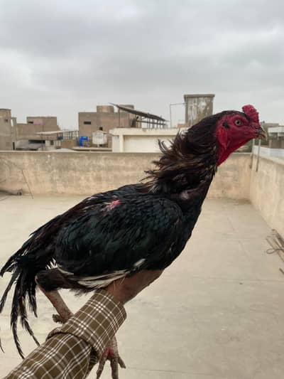 Aseel murgha / Lakha / mushka