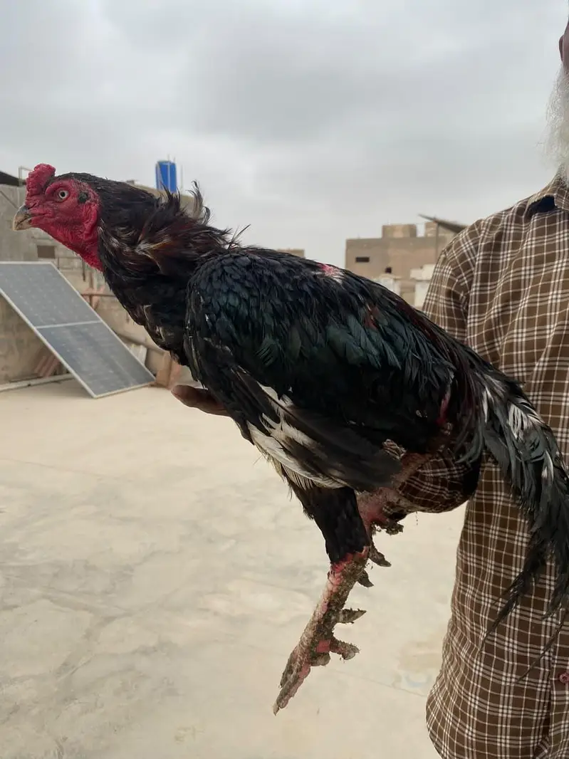 Aseel murgha / Lakha / mushka — photo 2