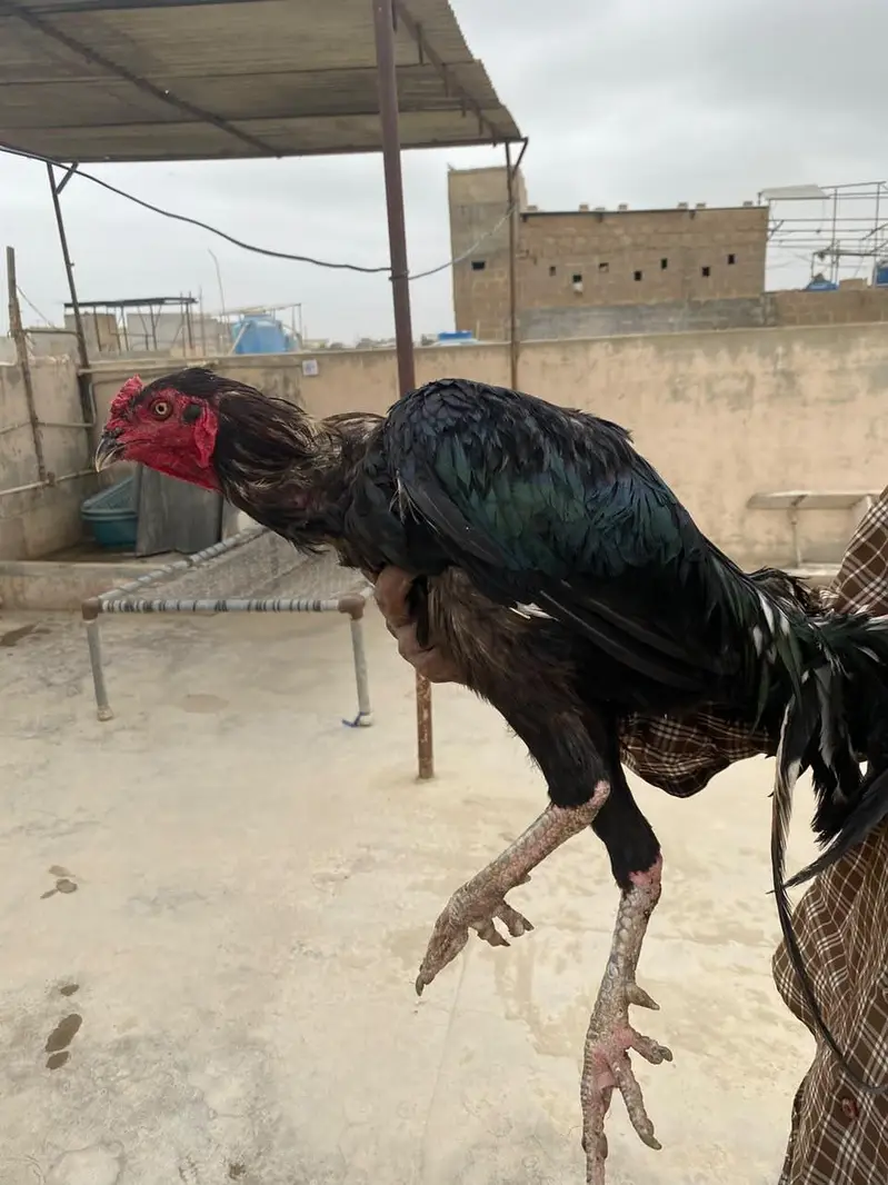 Aseel murgha / Lakha / mushka — photo 10