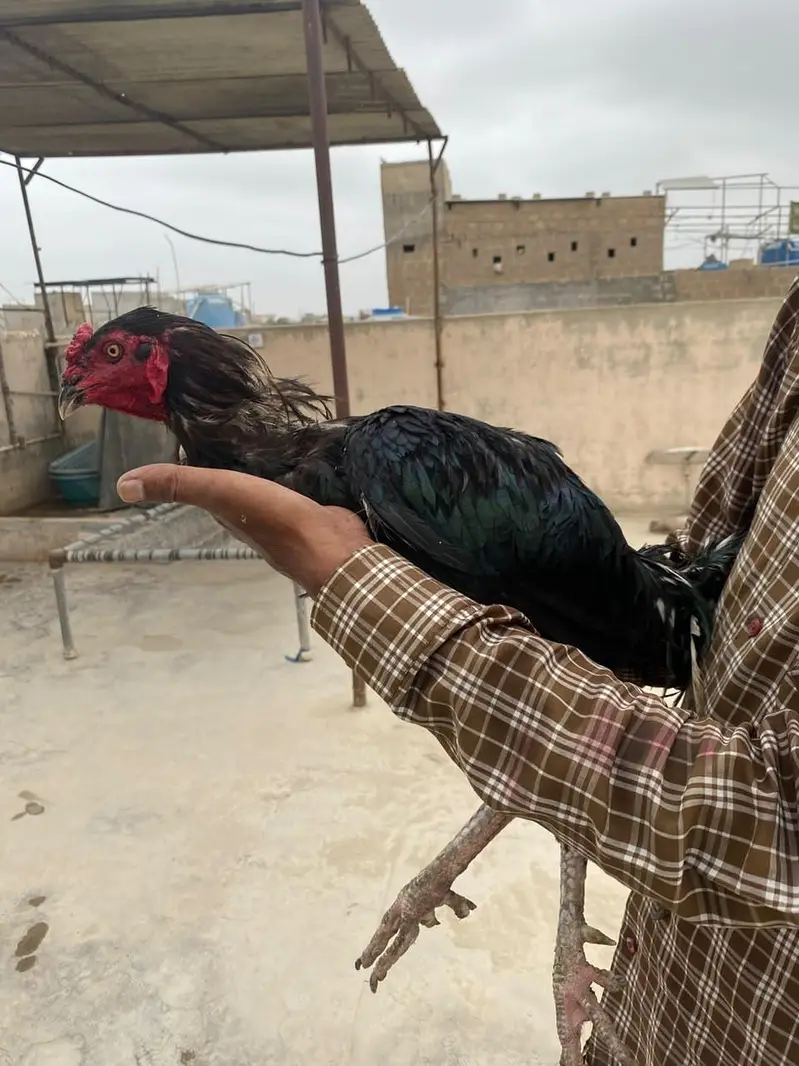 Aseel murgha / Lakha / mushka — photo 11