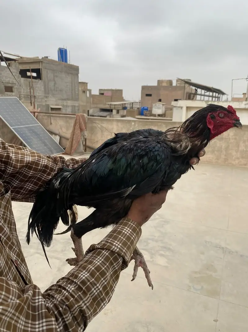 Aseel murgha / Lakha / mushka — photo 12