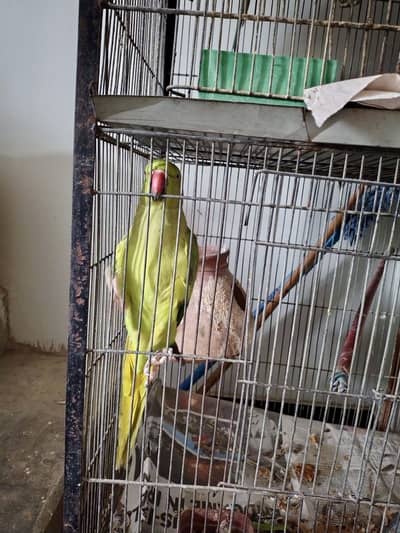 Green ring neck female