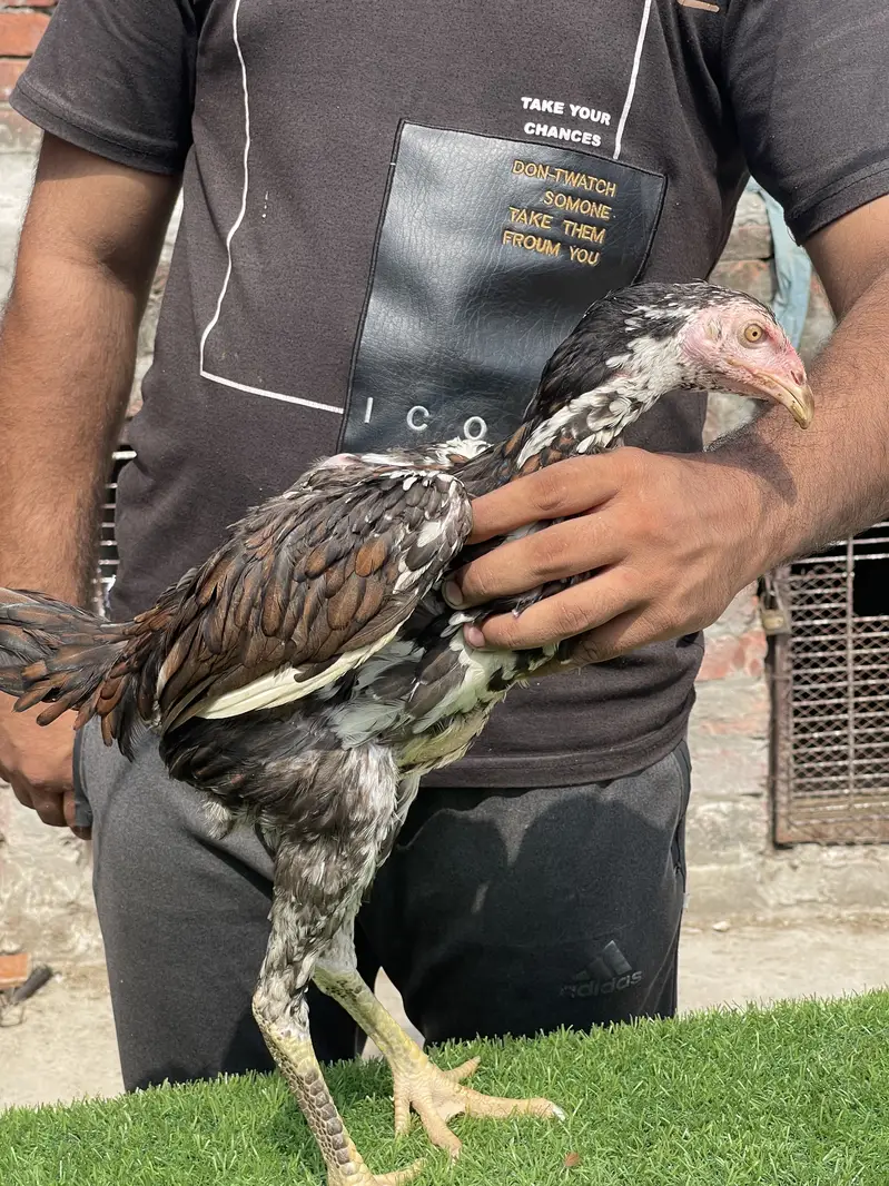 Penus pakoy original — photo 2