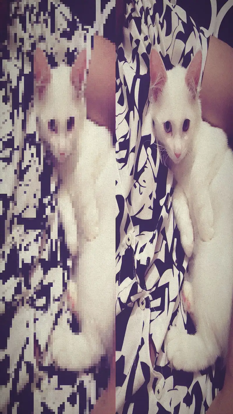 White persian kitten with different eye colours ,tamed, litter trained — photo 3