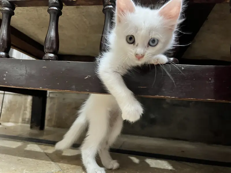 White persian kitten with different eye colours ,tamed, litter trained — photo 2