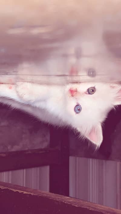 White persian kitten with different eye colours ,tamed, litter trained