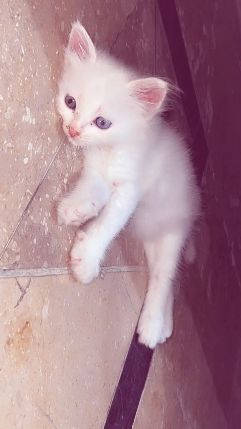 White persian kitten with different eye colours ,tamed, litter trained — photo 4