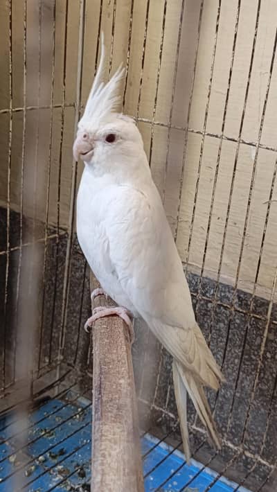 Cocktails Parrot Confirm 2000% Guranteee Breeder Pair