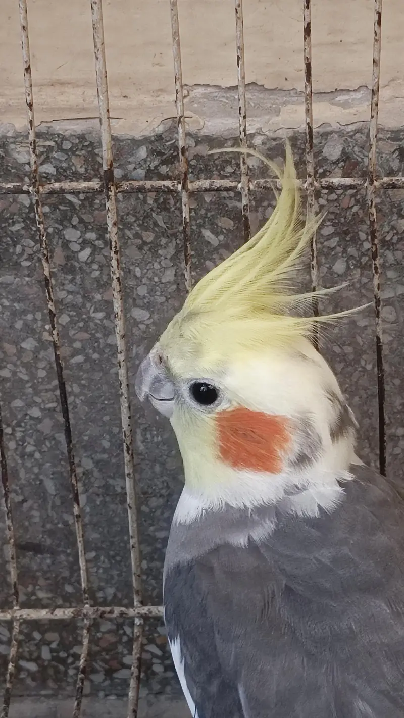 Cocktails Parrot Confirm 2000% Guranteee Breeder Pair — photo 2