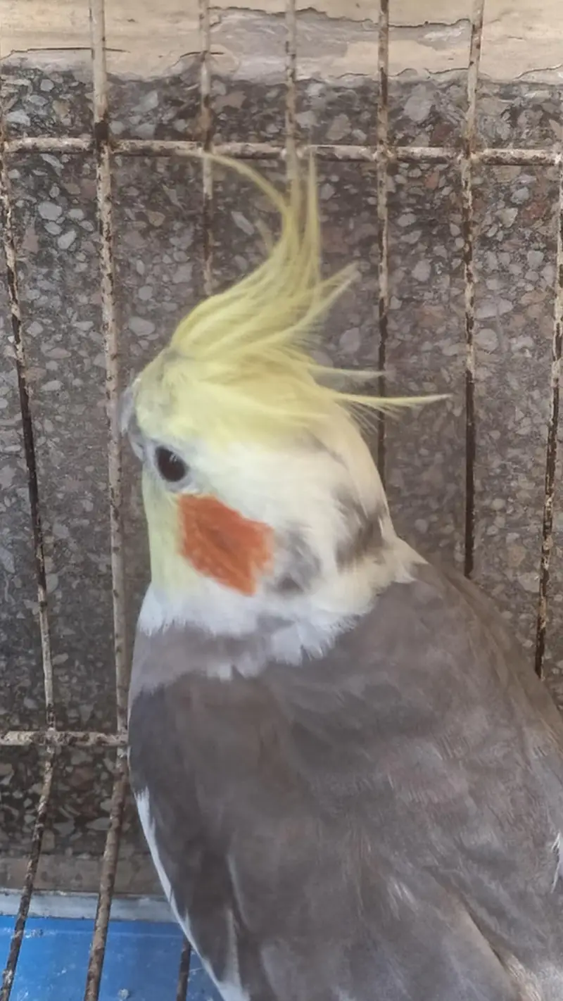 Cocktails Parrot Confirm 2000% Guranteee Breeder Pair — photo 3