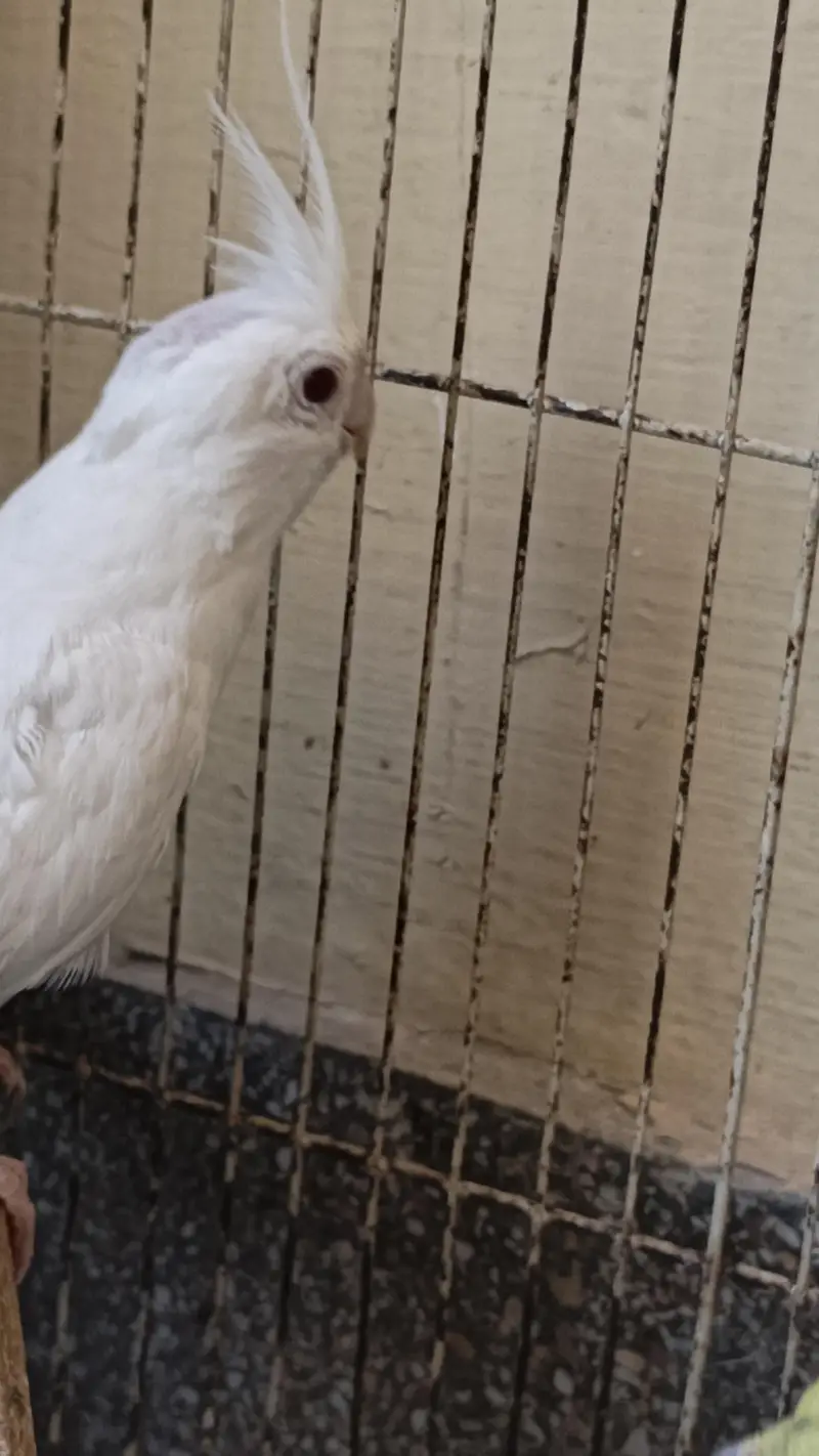 Cocktails Parrot Confirm 2000% Guranteee Breeder Pair — photo 4