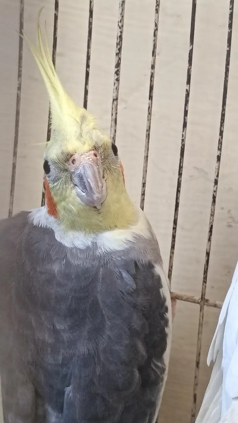 Cocktails Parrot Confirm 2000% Guranteee Breeder Pair — photo 5