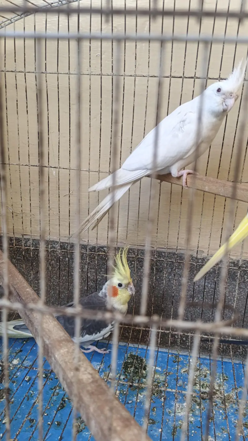 Cocktails Parrot Confirm 2000% Guranteee Breeder Pair — photo 6