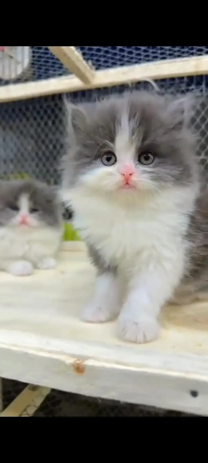 Quality Persian Punch Face cat &kittens 03476305771 WhatsApp — photo 2