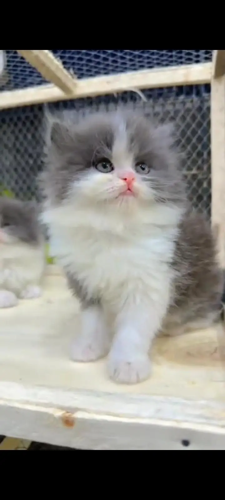 Quality Persian Punch Face cat &kittens 03476305771 WhatsApp — photo 3