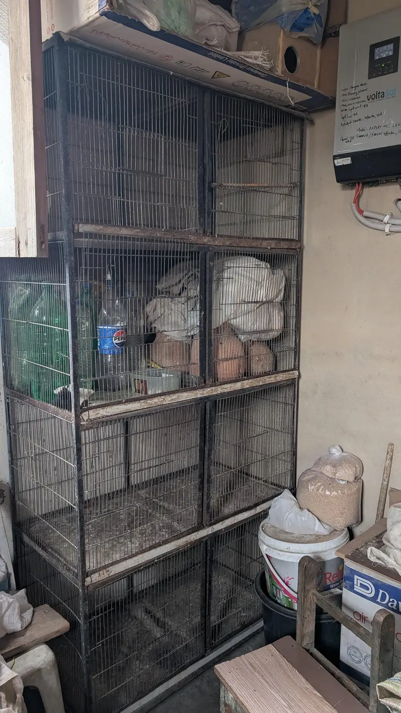 Pinjray for sale — photo 2