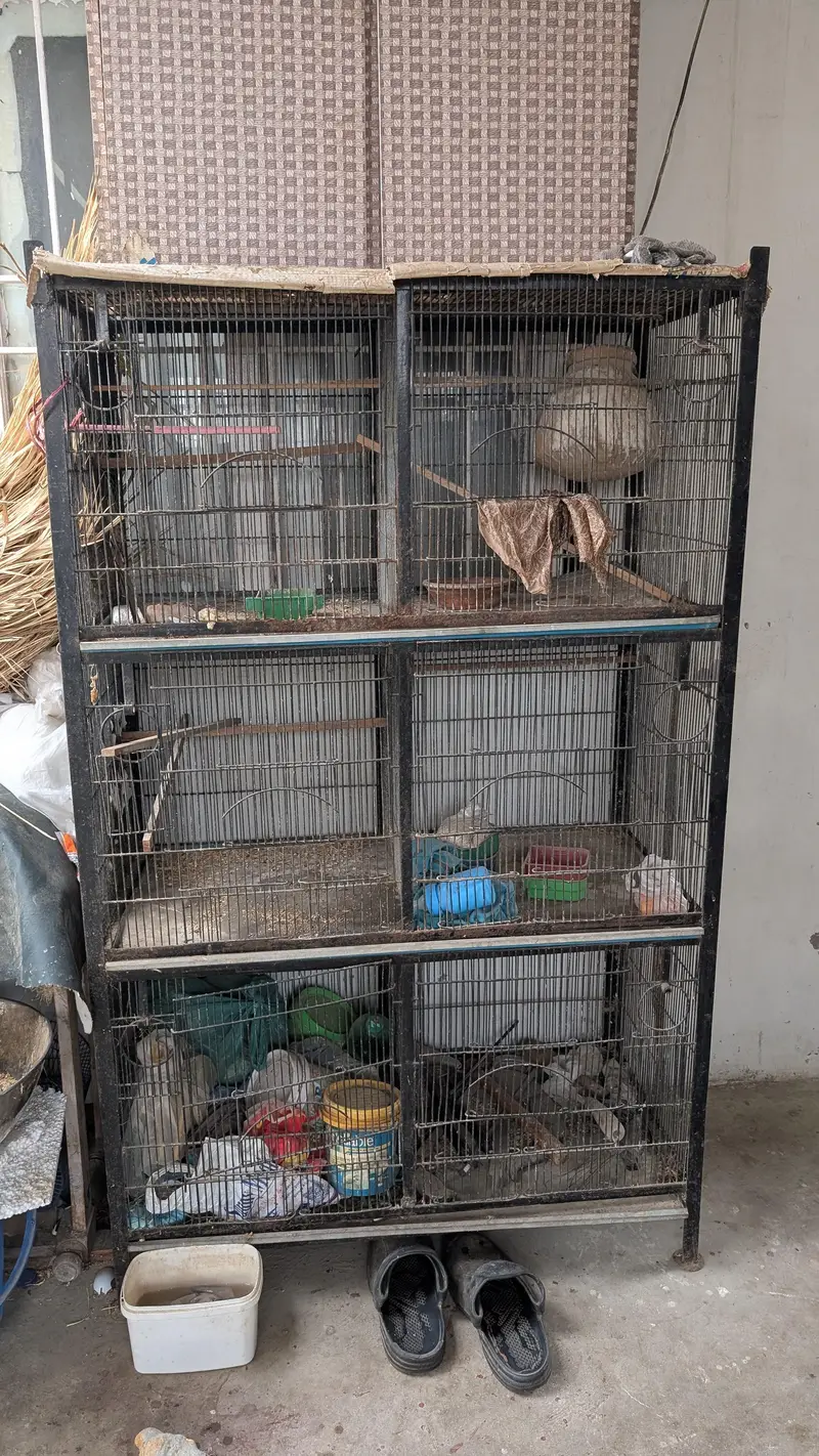 Pinjray for sale — photo 3